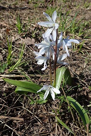 Scilla mischtschenkoana, Early Scilla, White Squill