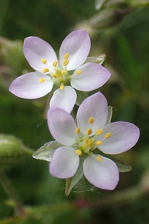 Spergularia media, Greater Sea Spurrey