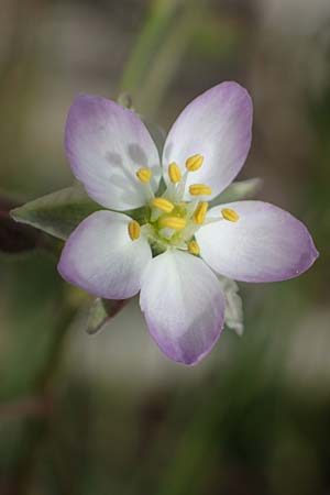 Spergularia media \ Fl�gelsamige Schuppenmiere / Greater Sea Spurrey, D Th&uuml;ringen, Artern 11.6.2022