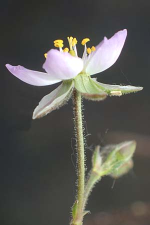 Spergularia media, Greater Sea Spurrey