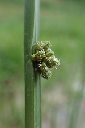 Schoenoplectiella mucronata \ Stachelspitzige Teichsimse / Bog Bulrush, D Freigericht 23.6.2023