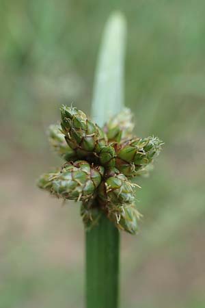 Schoenoplectiella mucronata \ Stachelspitzige Teichsimse / Bog Bulrush, D Freigericht 23.6.2023