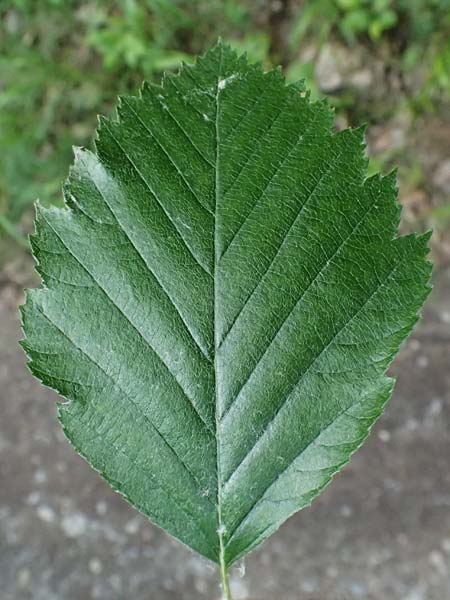 Sorbus moenofranconica \ Mainfr�nkische Mehlbeere / Main-Franconian Whitebeam, D Eiersheim 31.5.2025