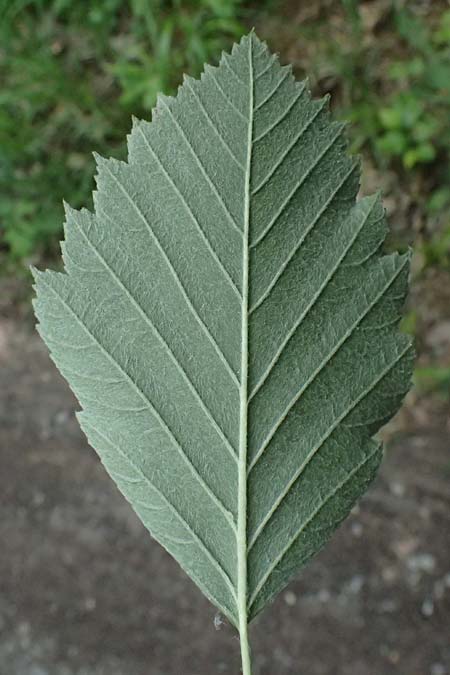 Sorbus moenofranconica \ Mainfr�nkische Mehlbeere / Main-Franconian Whitebeam, D Eiersheim 31.5.2025