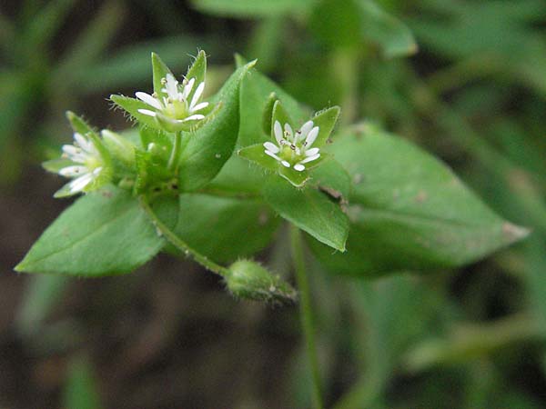 Stellaria neglecta \ Auwald-Vogelmiere / Greater Chickweed, D Babenhausen 11.8.2007