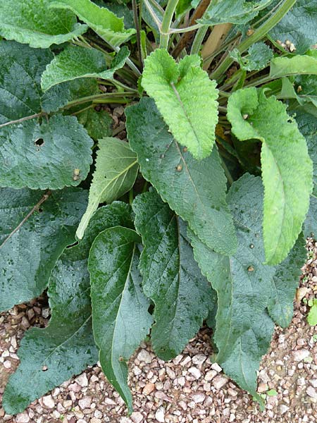 Salvia nutans \ Nickender Salbei / Nodding , D Botan. Gar.  Universit.  Mainz 13.9.2008