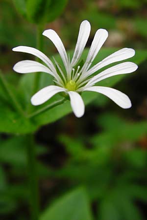 Stellaria nemorum \ Hain-Sternmiere / Wood Stitchwort, D Odenwald, Reichelsheim 2.5.2015