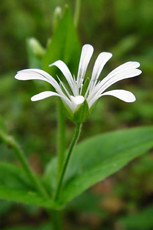Stellaria nemorum \ Hain-Sternmiere / Wood Stitchwort, D Odenwald, Reichelsheim 2.5.2015