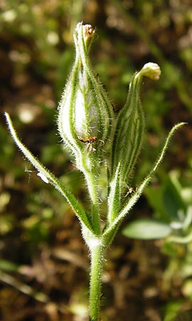 Silene noctiflora \ Nacht-Leimkraut, Acker-Lichtnelke / Night-Flowering Catchfly, D M&uuml;hlacker-Gro&szlig;glattbach 6.7.2015