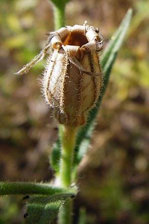 Silene noctiflora \ Nacht-Leimkraut, Acker-Lichtnelke / Night-Flowering Catchfly, D M&uuml;hlacker-Gro&szlig;glattbach 6.7.2015