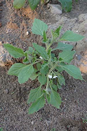 Solanum nitidibaccatum \ Argentinischer Nachtschatten, Glanzfr�chtiger Nachtschatten / Ground-Cherry Nightshade, Hairy Nightshade, D Reilingen 24.9.2015