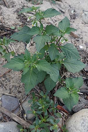 Solanum nigrum \ Schwarzer Nachtschatten / Black Nightshade, D K&ouml;ln-Z&uuml;ndorf 22.8.2018