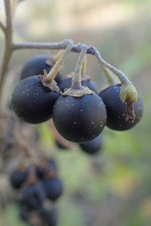 Solanum nigrum \ Schwarzer Nachtschatten / Black Nightshade, D Mannheim 16.9.2018