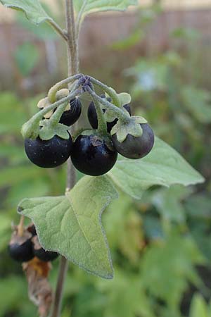 Solanum nigrum \ Schwarzer Nachtschatten / Black Nightshade, D Mannheim 16.9.2018