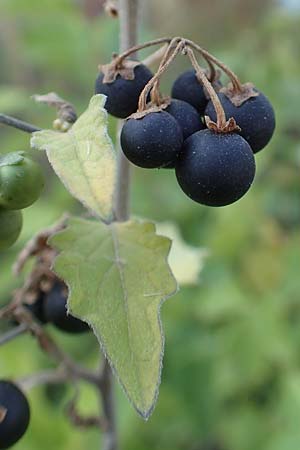 Solanum nigrum \ Schwarzer Nachtschatten / Black Nightshade, D Mannheim 16.9.2018