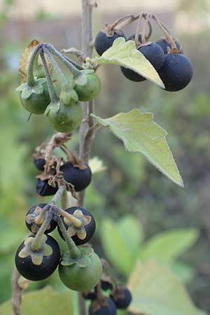 Solanum nigrum \ Schwarzer Nachtschatten / Black Nightshade, D Mannheim 16.9.2018