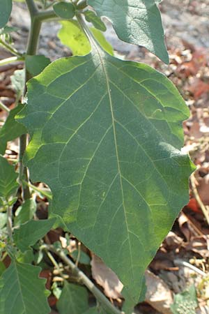 Solanum nigrum \ Schwarzer Nachtschatten / Black Nightshade, D Mannheim 11.10.2018