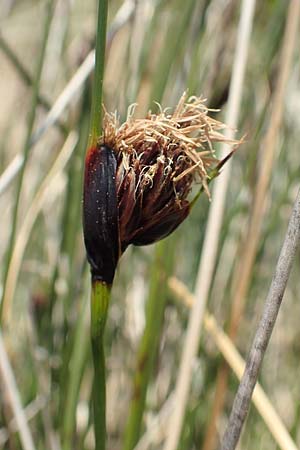 Schoenus nigricans \ Schw�rzliche Kopfbinse / Black Bog-Rush, D Neuleiningen 14.5.2020