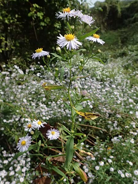 Symphyotrichum novi-belgii \ Neubelgien-Herbst-Aster, Glattblatt-Aster, D Germersheim 8.10.2023