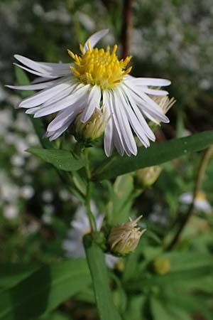 Symphyotrichum novi-belgii \ Neubelgien-Herbst-Aster, Glattblatt-Aster, D Germersheim 8.10.2023