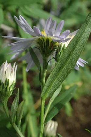 Symphyotrichum novi-belgii \ Neubelgien-Herbst-Aster, Glattblatt-Aster, D Germersheim 8.10.2023