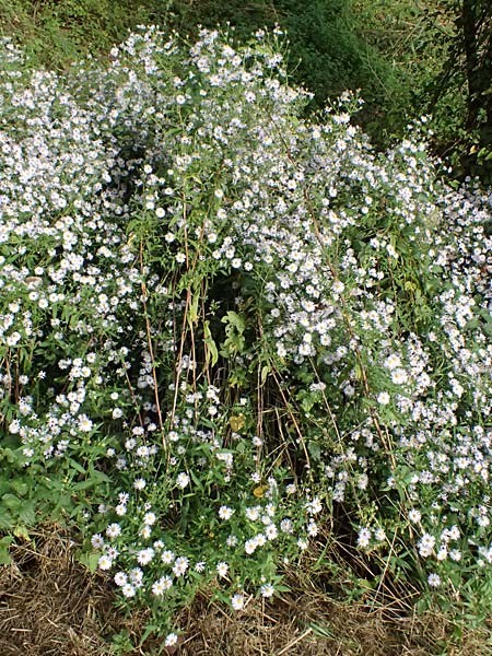 Symphyotrichum novi-belgii \ Neubelgien-Herbst-Aster, Glattblatt-Aster, D Germersheim 8.10.2023