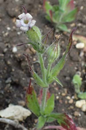 Silene noctiflora \ Nacht-Leimkraut, Acker-Lichtnelke / Night-Flowering Catchfly, D Botan. Gar.  Universit.  Ulm 26.5.2025