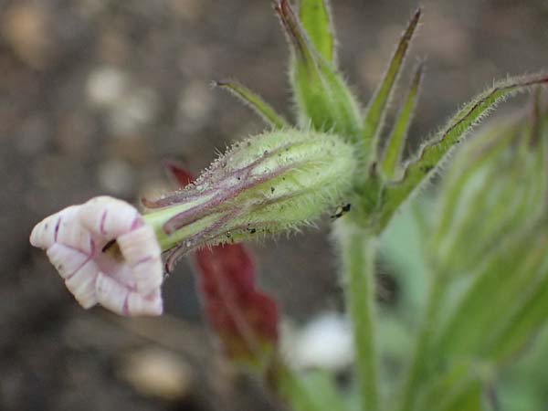 Silene noctiflora \ Nacht-Leimkraut, Acker-Lichtnelke / Night-Flowering Catchfly, D Botan. Gar.  Universit.  Ulm 26.5.2025