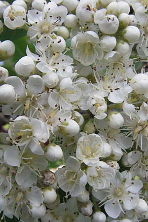 Sorbus aucuparia \ Vogelbeere, Eberesche / Rowan, D H&uuml;fingen 18.5.2007