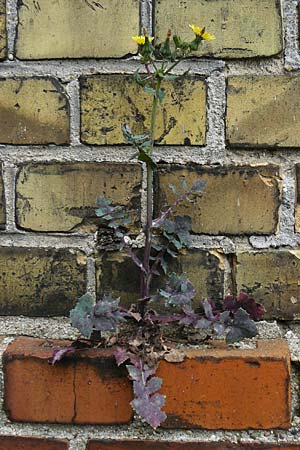 Sonchus oleraceus \ Kohl-G�nsedistel / Smooth Sow-Thistle, D Mannheim 4.5.2024