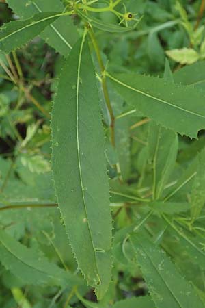 Senecio ovatus \ Fuchssches Greiskraut, Fuchs-Kreuzkraut / Woundwort, Wood Ragwort, D Beuron 26.7.2015