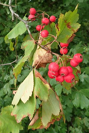 Sorbus latifolia s.l. \ Breitbl�ttrige Mehlbeere / Broad-Leaved European Mountain-Ash, D Bensheim 13.9.2015