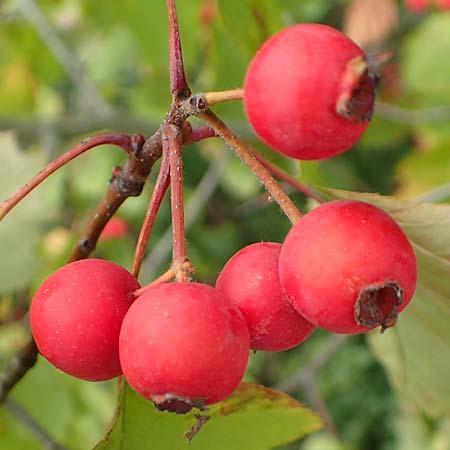 Sorbus latifolia s.l. \ Breitbl�ttrige Mehlbeere / Broad-Leaved European Mountain-Ash, D Bensheim 13.9.2015