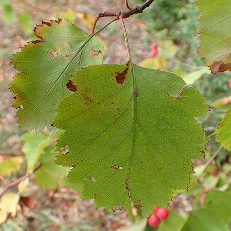 Sorbus latifolia s.l. \ Breitbl�ttrige Mehlbeere / Broad-Leaved European Mountain-Ash, D Bensheim 13.9.2015