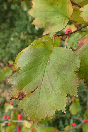 Sorbus latifolia s.l. \ Breitbl�ttrige Mehlbeere / Broad-Leaved European Mountain-Ash, D Bensheim 13.9.2015