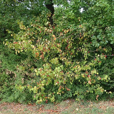 Sorbus latifolia s.l. \ Breitbl�ttrige Mehlbeere / Broad-Leaved European Mountain-Ash, D Bensheim 13.9.2015