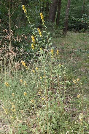 Solidago virgaurea \ Gew�hnliche Goldrute, Echte Goldrute / Goldenrod, D L&uuml;tzelbach 17.9.2016