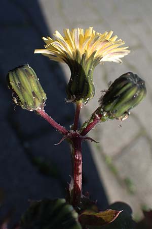 Sonchus oleraceus, Smooth Sow-Thistle