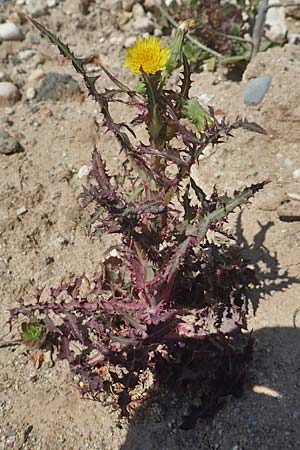Sonchus asper / Prickly Sow-Thistle, D Mannheim 27.4.2020