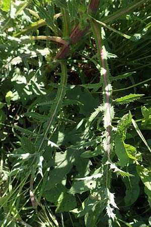 Sonchus asper / Prickly Sow-Thistle, D Kollerinsel 6.5.2020