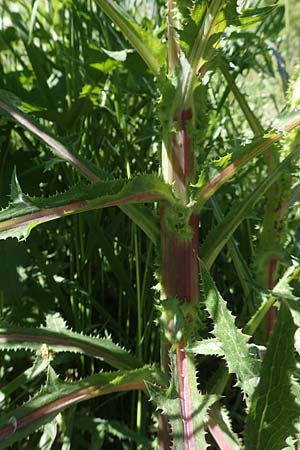 Sonchus asper / Prickly Sow-Thistle, D Kollerinsel 6.5.2020