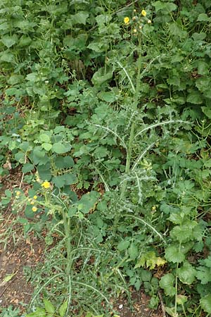 Sonchus asper / Prickly Sow-Thistle, D Mannheim 13.5.2020