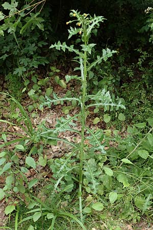 Sonchus oleraceus \ Kohl-G�nsedistel / Smooth Sow-Thistle, D Bochum 10.6.2020