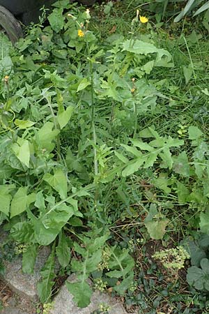 Sonchus oleraceus \ Kohl-G�nsedistel / Smooth Sow-Thistle, D Bochum 9.9.2020