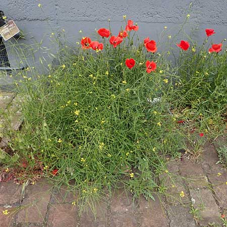 Sisymbrium orientale, Smooth Sow-Thistle