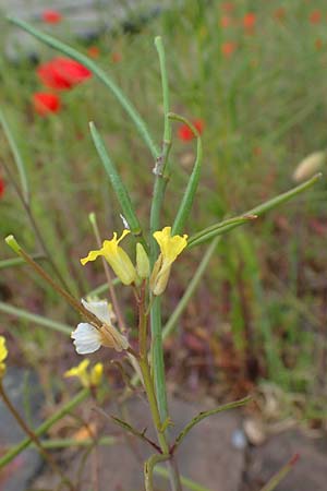 Sisymbrium orientale, Eastern Rocket