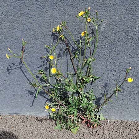 Sonchus oleraceus \ Kohl-G�nsedistel / Smooth Sow-Thistle, D Mannheim 22.5.2021