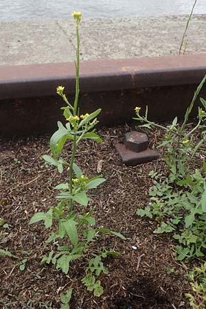 Sisymbrium officinale, Hedge Mustard