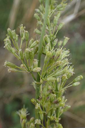 Silene otites \ Ohrl�ffel-Leimkraut / Spanish Catchfly, D Th&uuml;ringen, Erfurt 6.6.2022