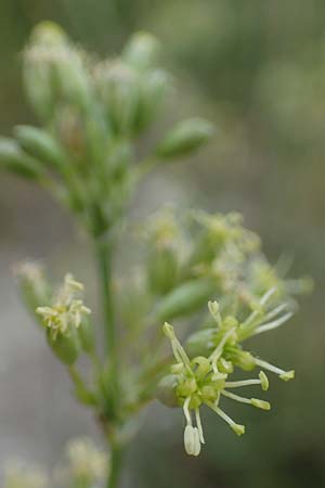 Silene otites, Spanish Catchfly